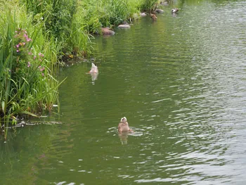 Kolding (Denemarken)